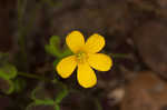 Tufted yellow woodsorrel